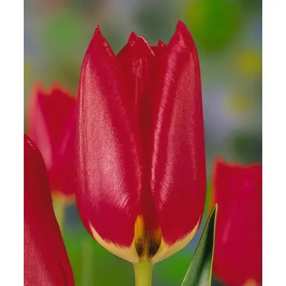 Kickboxer / Кицкбоxэр