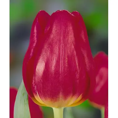 King Kong / Кинг Конг