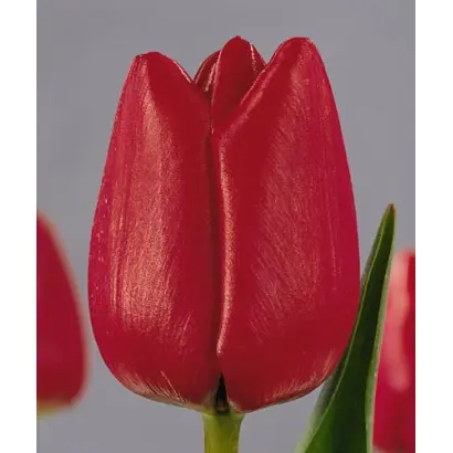 Kingdom / Кингдом