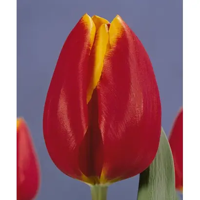 King's Cloak / Кинг'с Цлоак