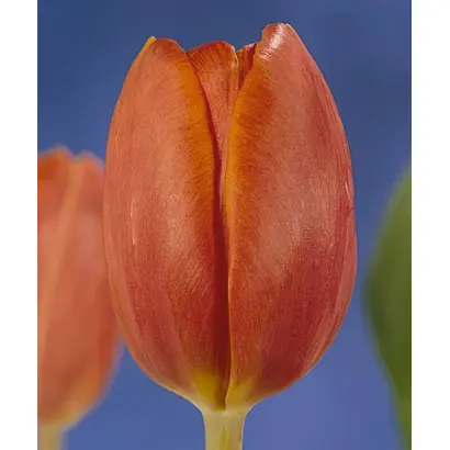 King's Orange / Кинг'с Орангэ