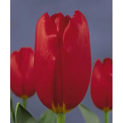 Kingsblood / Кингсблоод