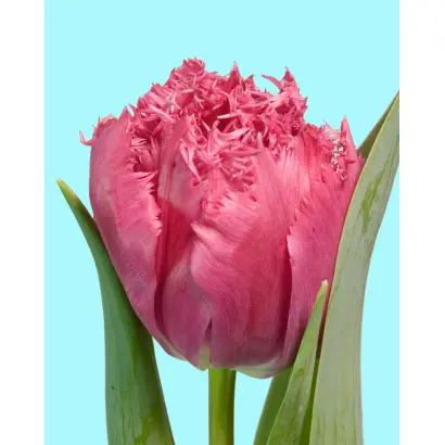 Kingston / Кингстон