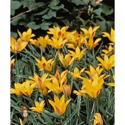 kolpakowskiana / колпакоwскиана