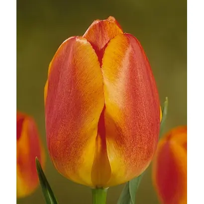 Koningin Wilhelmina / Конингин Wилhэлмина