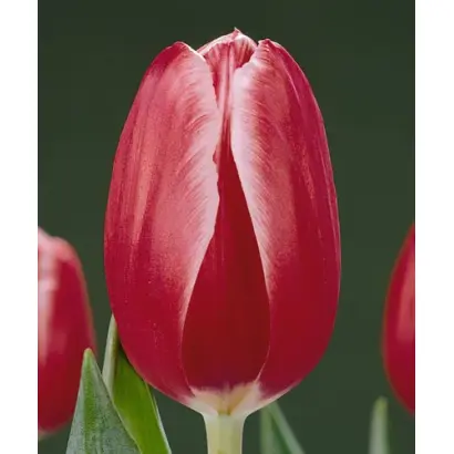 Kung-Fu / Кунг-Фу