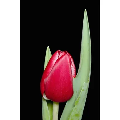 Kung Red / Кунг Рэд