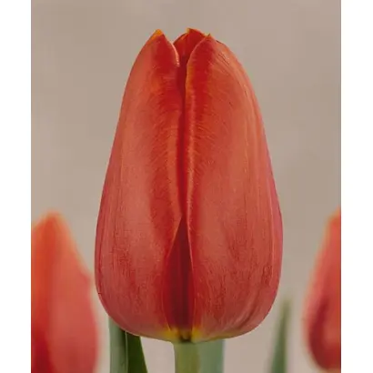 Kungsholm / Кунгшолм