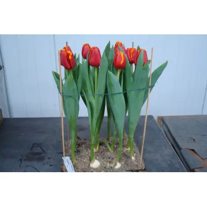 Kurhause / Курhаусэ