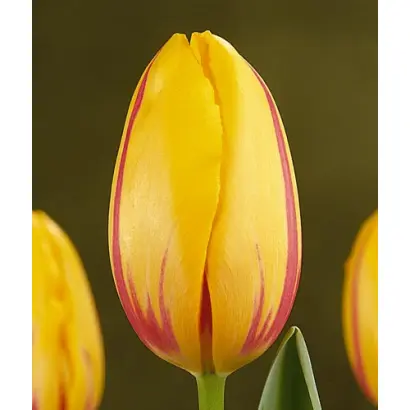 La Courtine / Ла Цоуртинэ