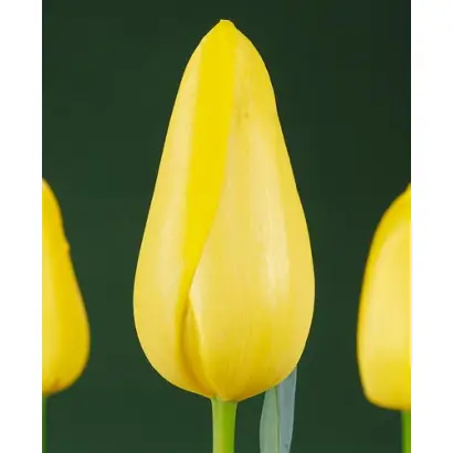 La Madeleine / Ла Мадэлэинэ