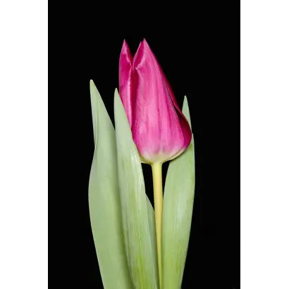 Lady Alina / Ладь Алина