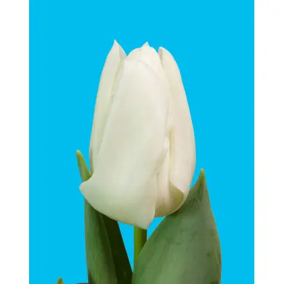 Lady Chantal / Ладь Чантал