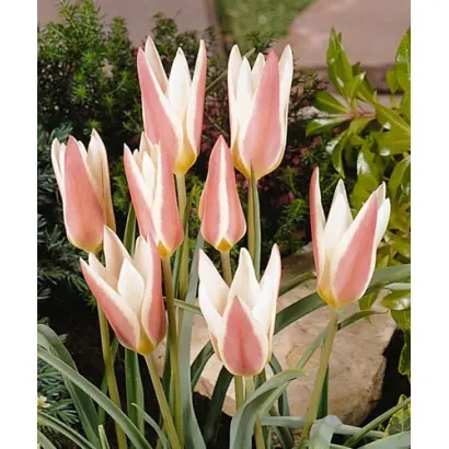 Lady Jane / Ладь Янэ