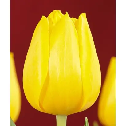 Lady Margot / Ладь Маргот