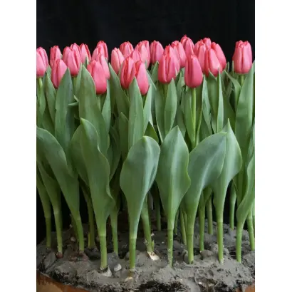 Lady Ricky / Ладь Рицкь