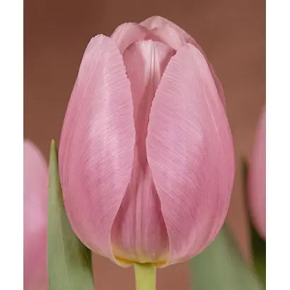 Ladylike / Ладьликэ