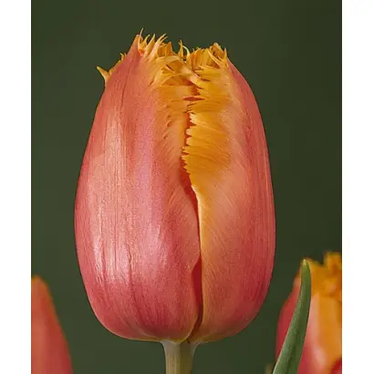 Lambada / Ламбада