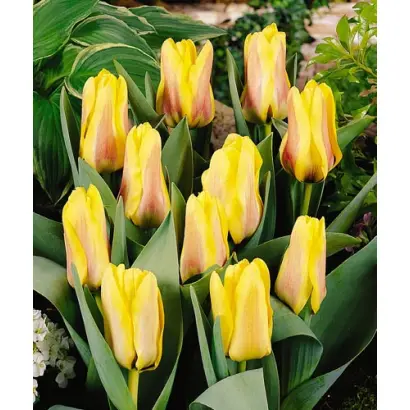 Lamoraal van Egmond / Ламораал ван Эгмонд