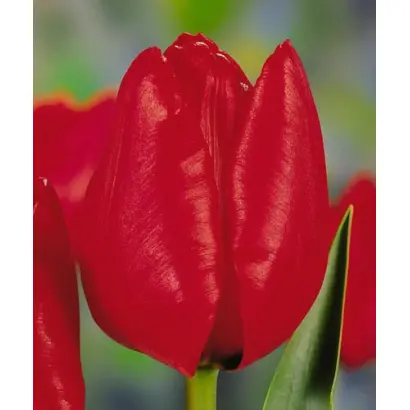 Landeneau / Ландэнэау