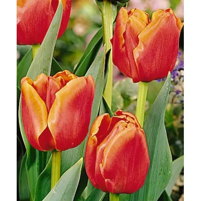 Lapin Ruska / Лапин Руска