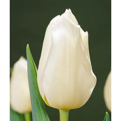 Lardinois / Лардиноис