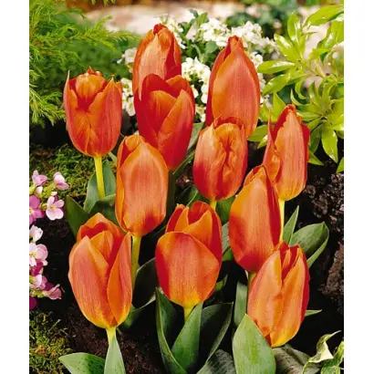 Large Copper / Ларгэ Цоппэр