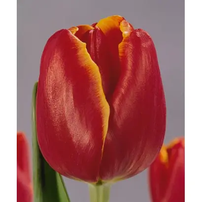 Laura Fygi / Лаура Фьги