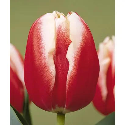 Leen van der Mark / Лээн ван дэр Марк