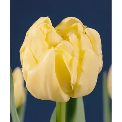 Leeuwenhorst / Лээуwэнhорст