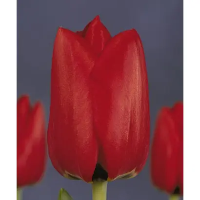 Lefeber's Memory / Лэфэбэр'с Мэморь