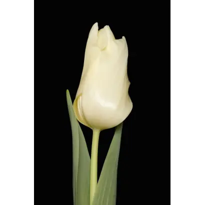 Leo van Meijel / Лэо ван Мэиел