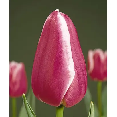 Leo Visser / Лэо Виссэр