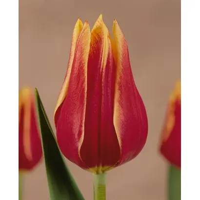 Libera / Либэра