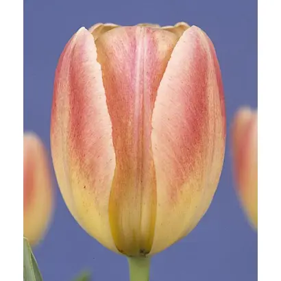 Libretto / Либрэтто