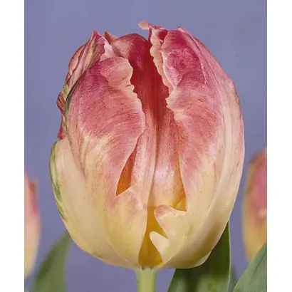 Libretto Parrot / Либрэтто Паррот