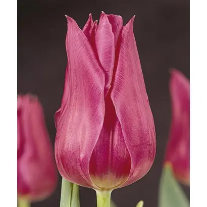 Lilac Cup / Лилац Цуп