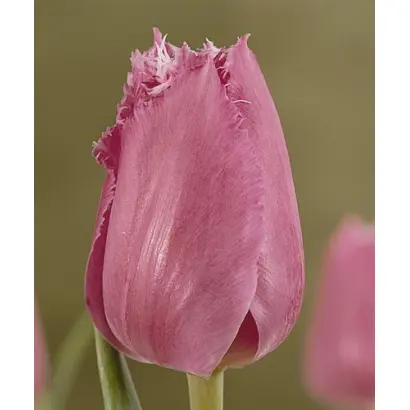 Lilac Lady / Лилац Ладь