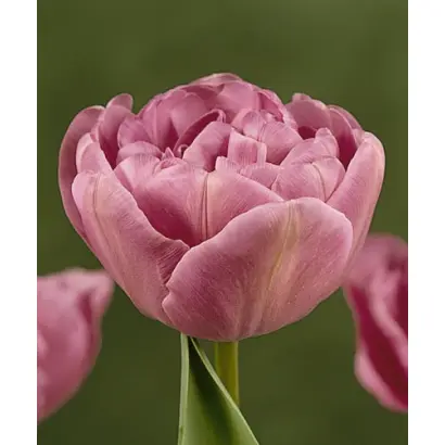 Lilac Perfection / Лилац Пэрфэцтион