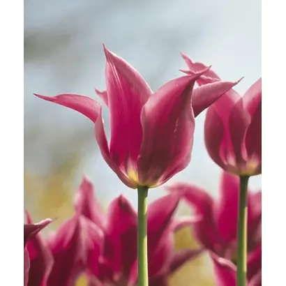 Lilac Time / Лилац Тимэ