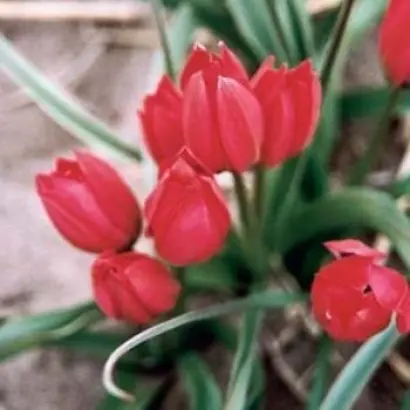 Lilliput / Лиллипут