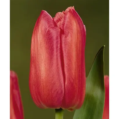 Lilo Pink / Лило Пинк