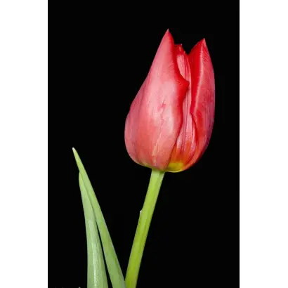 Lily Jumbo / Лиль Юмбо