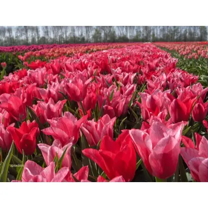 Lilycharm / Лильчарм