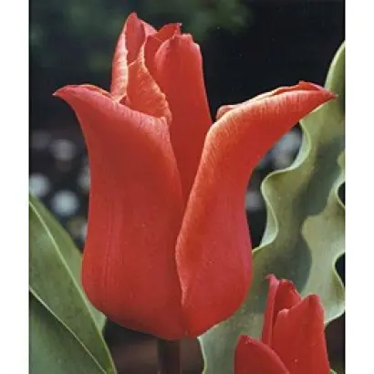 Lilystar / Лильстар