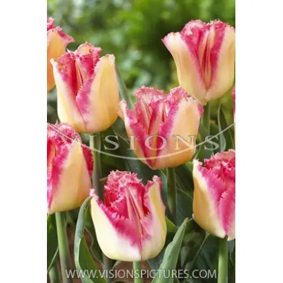 Lingerie / Лингэриэ