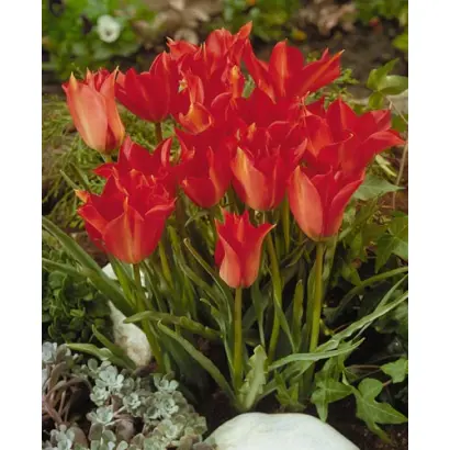 Linifolia / Линифолиа