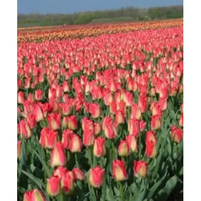 Lipgloss / Липглосс