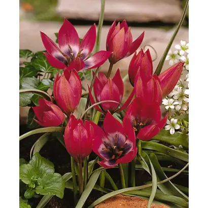 Little Beauty / Литтлэ Бэауть