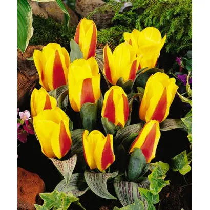 Little Diamond / Литтлэ Диамонд